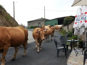 Cows coming down the street